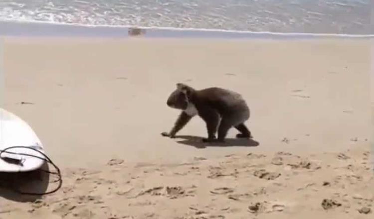 Koala es captado en una playa australiana