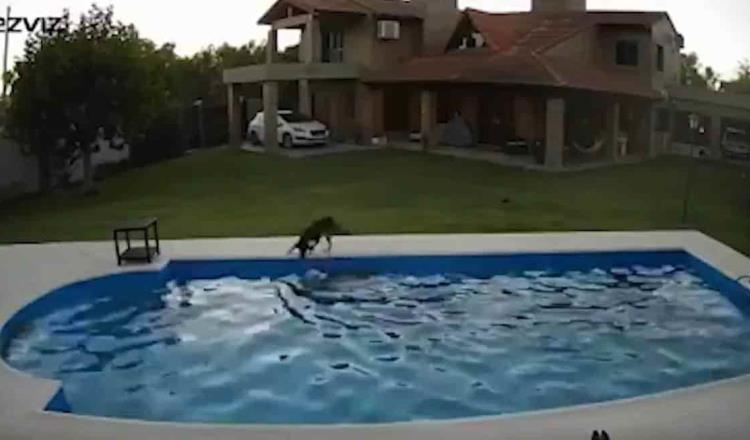 Perra ciega es salvada de morir ahogada por “compañera” tras caer a una piscina 