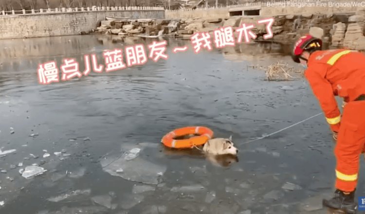 Perro es rescatado en un lago congelado en China