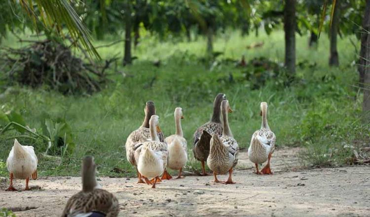 Gobiernos de Francia e India sacrifican aves de corral para detener el avance de la gripe aviar 