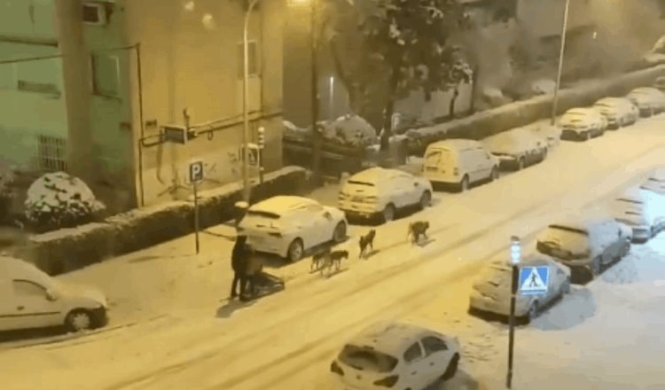 En España, un hombre se pasea con su trineo tirado por perros tras nevadas