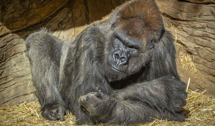 Un par de gorilas del zoológico de San Diego dan positivo a Covid-19