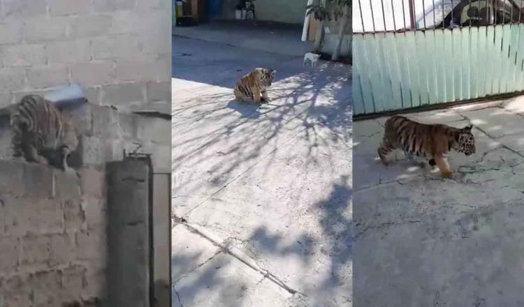 Denuncian vecinos de Cuautepec de Hinojosa, Hidalgo, peligro por tigre en cautiverio sobre una barda