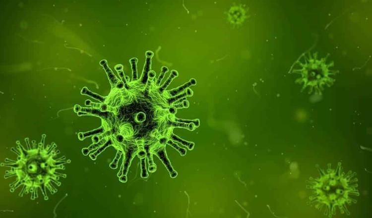 Detectan en murciélagos nuevo coronavirus similar al SARS-CoV-2 