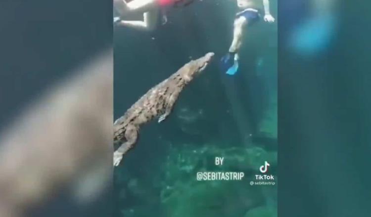 Panchito, cocodrilo-mascota en cenote de Tulum se vuelve viral en redes por nadar con turistas