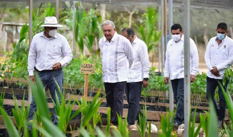 Evalúa federación “Sembrando Vida”; se han plantado 4 millones de plantas y beneficiado a más de 400 mil sembradores en el país