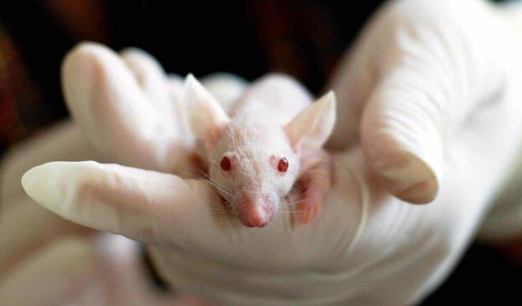 Científicos alemanes curan lesión en la médula espinal de ratones; animales vuelven a caminar