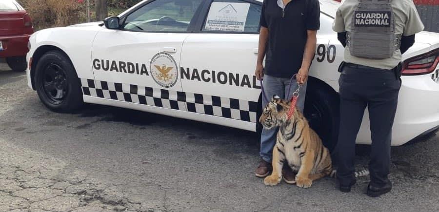 Detienen a hombre que transportaba a un tigre de bengala en un auto robado, en Puebla