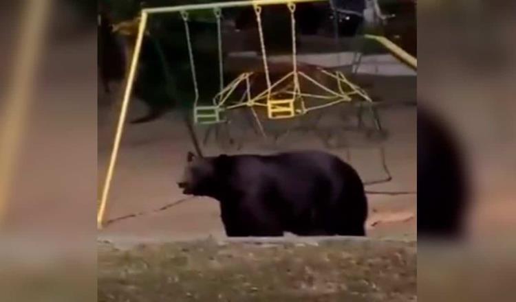 “Reaparece” oso en colonia de Nuevo León