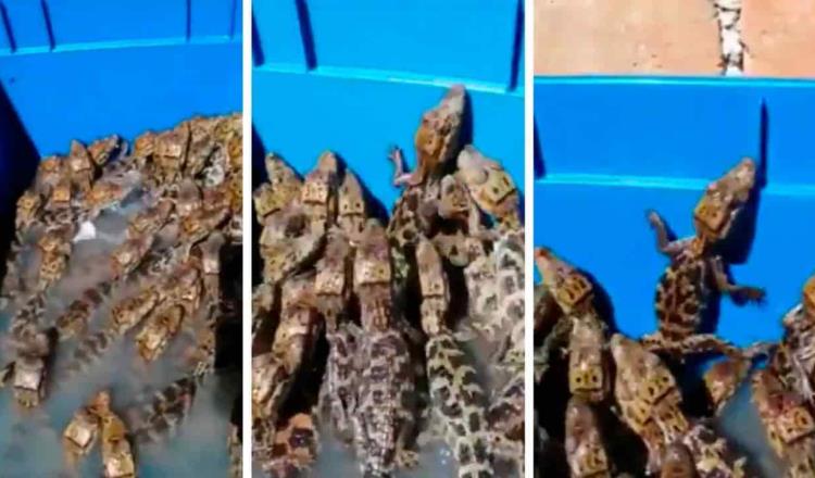 Recupera FGR 39 cocodrilos que eran transportados en una hielera en Chiapas