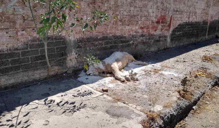 Encuentran cuerpo de un león en calles de Iztapalapa