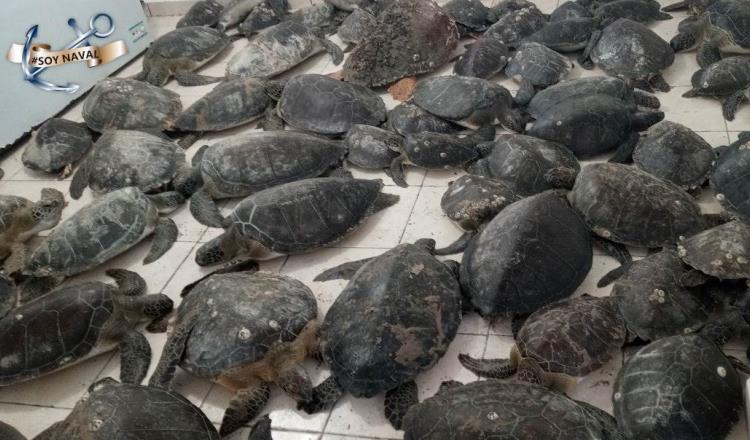Rescata SEMAR a 130 tortugas marinas que no podían ingresar al mar debido a las bajas temperaturas