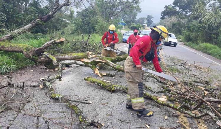Caída de árbol sobre vehículo deja daños materiales en la Villahermosa-Teapa