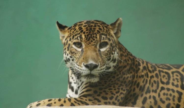 Muere por infarto “Ambar”, uno de los tres jaguares del Parque – Museo “La Venta”