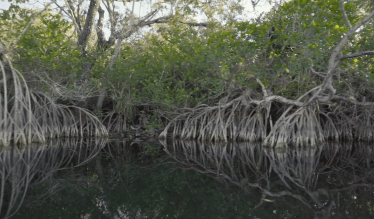 Especialistas desarrollan Programa de Manejo Integral de los humedales de la cuenca baja del río Grijalva