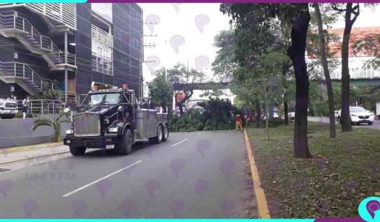 Choca tráiler contra árbol y destruye parada del transporte público en Ruiz Cortines