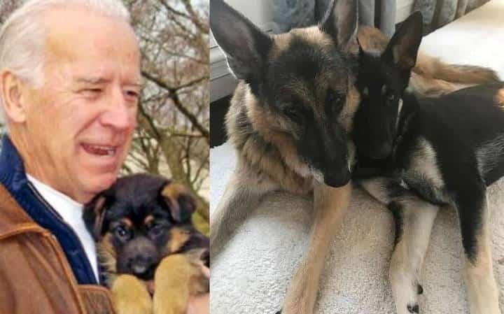 Perro de Biden ataca a miembro de seguridad de la Casa Blanca; animales son trasladados a Delaware