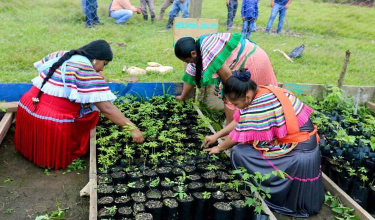 “Sembrando Vida” es el programa de reforestación más importante del mundo insiste Gobierno federal