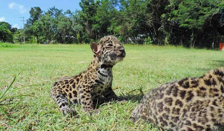 Liberan en Quintana Roo a dos jaguares hembra a su hábitat natural
