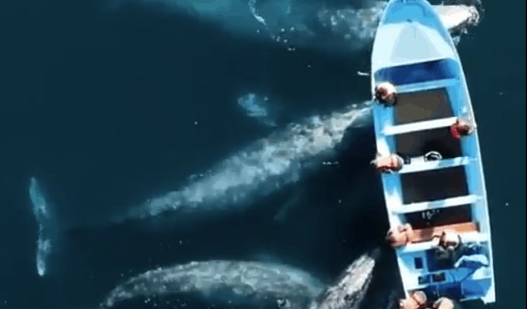 Familia de ballenas grises rodea bote en laguna de Baja California Sur