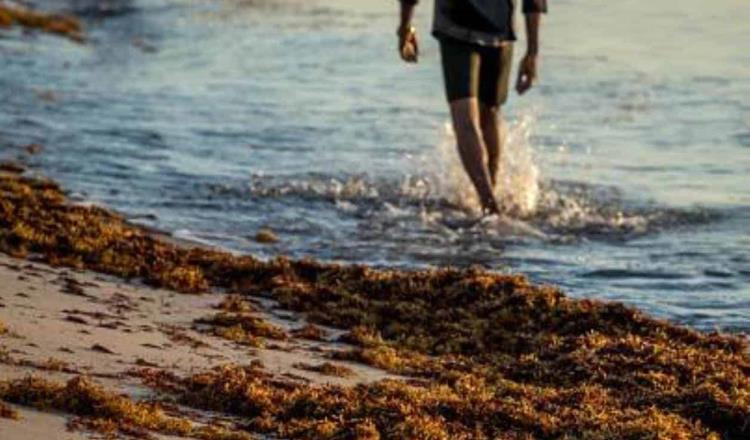 Rechaza Obrador que playas de Quintana Roo estén contaminadas nuevamente con sargazo