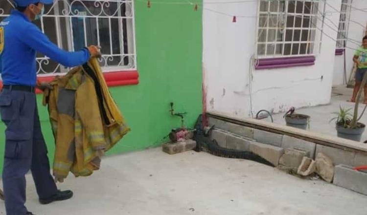 Cocodrilo de 1.5 metros “aterroriza” a familia en Ixtacomitán; fue capturado