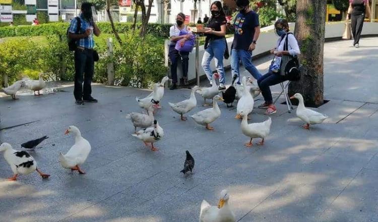 Patos invaden un centro comercial en Azcapotzalco