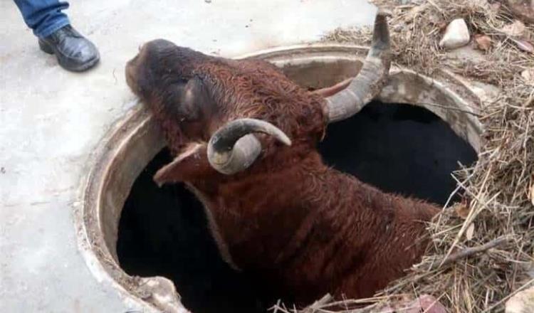 Sorprende caída de vaca al interior de registro de la CFE… en Nuevo León