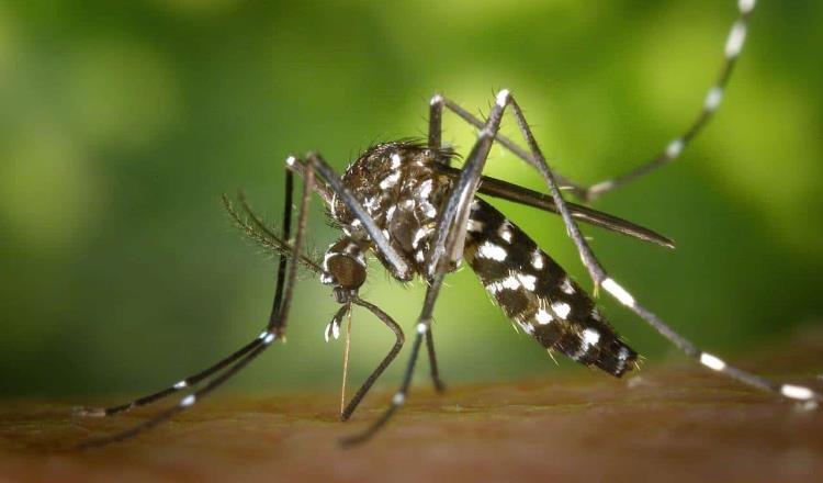 Regresa Chikungunya a Tabasco; detectan primer caso desde 2017