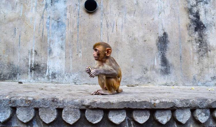 Detienen en India a dos hombres por usar a monos para robar en las calles