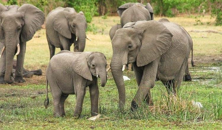 Cazador ilegal muere aplastado en estampida de elefantes… en Sudáfrica