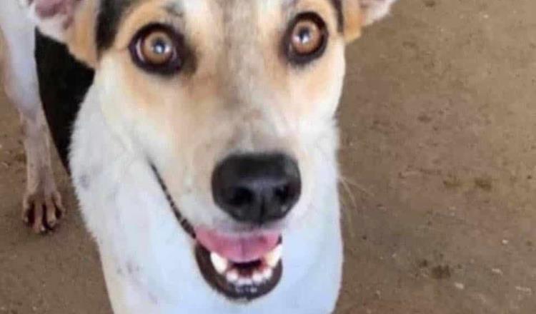 ¡Lo siguen buscando! Ofrecen 10 mil pesos de recompensa por ‘Ojitos’, perrito extraviado desde hace seis meses en Tabasco