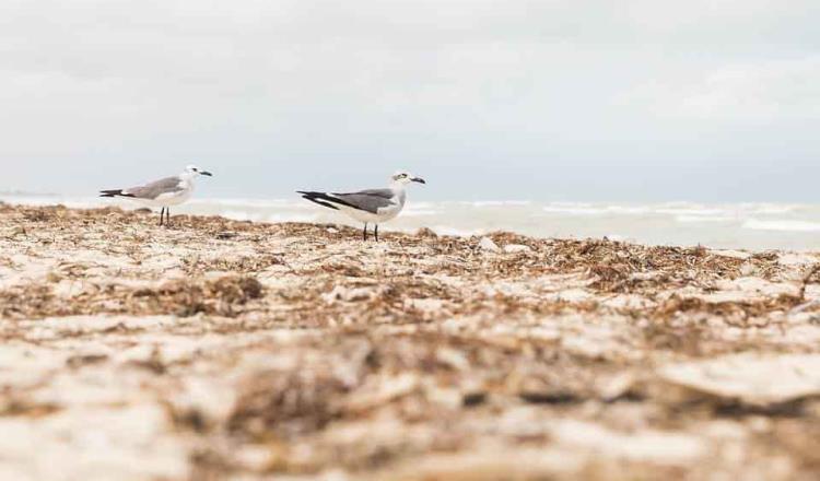 Sargazo comienza a cubrir costas de Quintana Roo