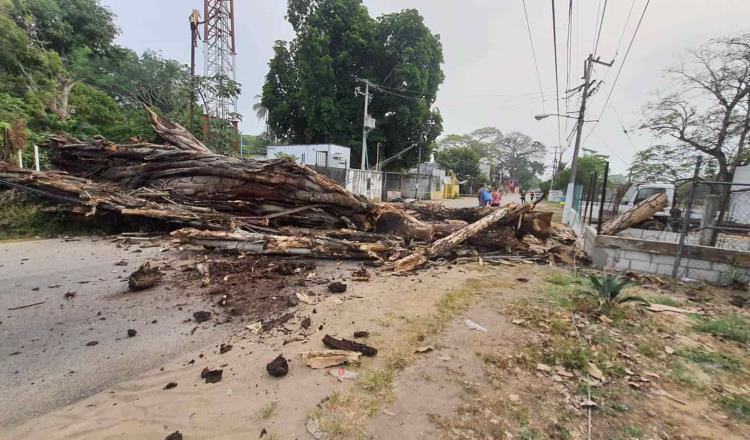 Temen pobladores del ejido Pino Suárez caída de un 2do árbol