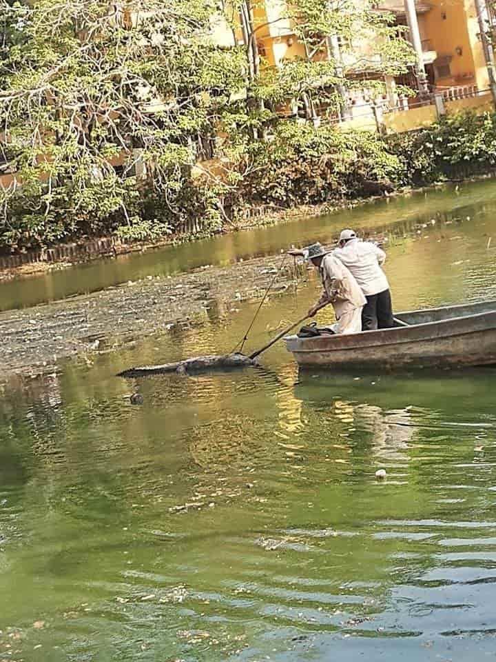 Contaminación y caza furtiva amenazan a cocodrilos en Laguna de las Ilusiones; van dos muertos en abril