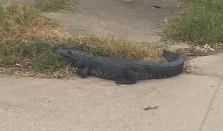 Captan a cocodrilo en calles del fraccionamiento Santa Fe, en Villa Parrilla