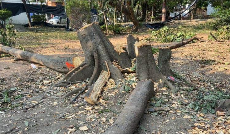 Sancionan a empresa que derribó árboles en parque de Infonavit-Atasta sin permiso