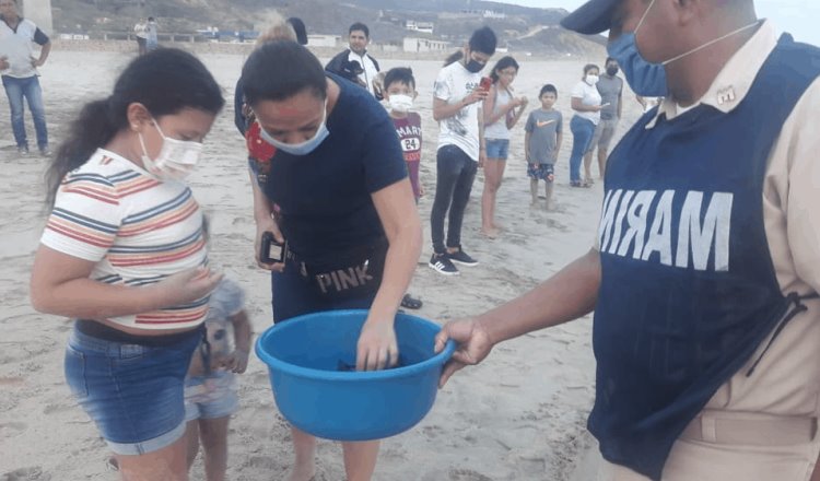 Marina y habitantes de Salina Cruz, Oaxaca liberan crías de tortuga golfina
