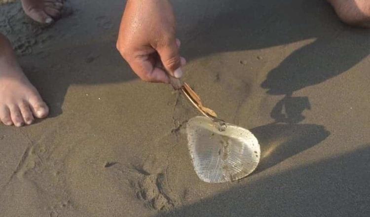 Confunden implante de seno con medusa letal en playas de Coatzacoalcos