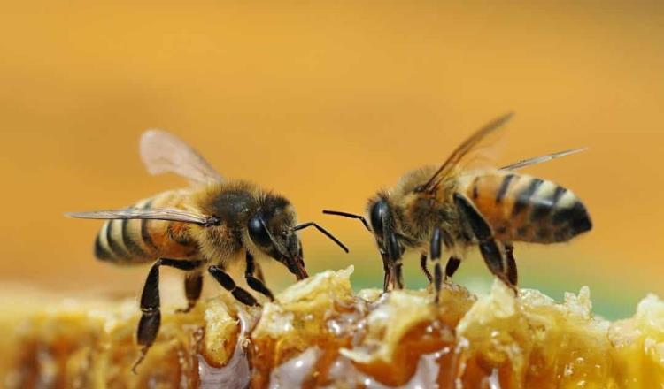 Entrenan abejas para detectar contagios de coronavirus en Holanda