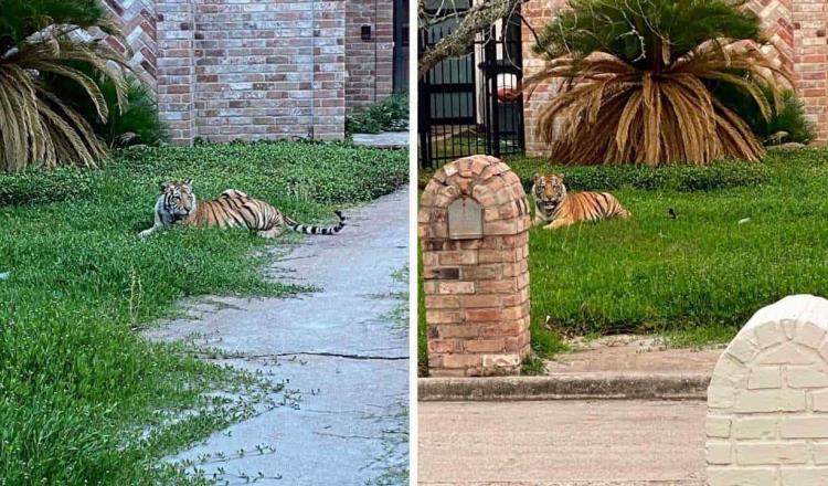 Tigre se pasea en vecindario de Houston, su dueño lo captura y huye con el animal