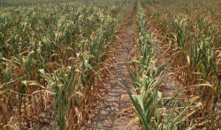 En puerta disputa México-EEUU por prohibición de uso de semillas y maíz transgénicos