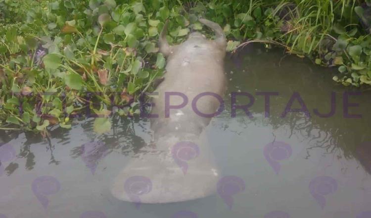 Hallan manatí muerto… ahora en río de Ismate y Chilapilla
