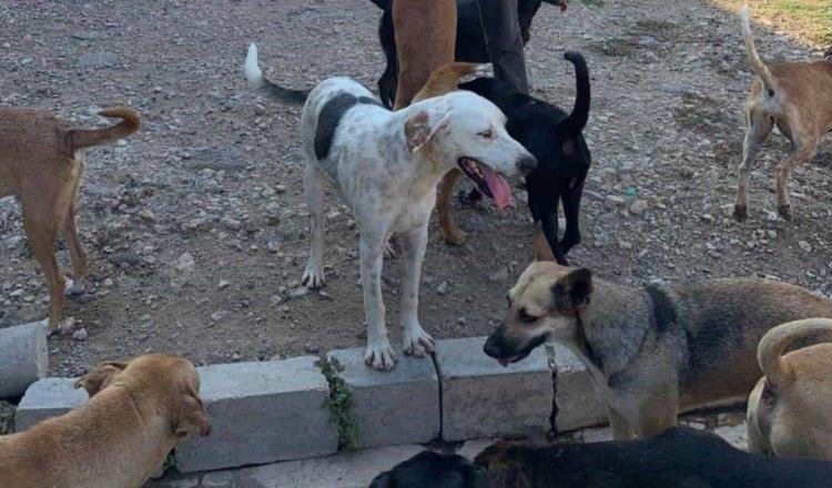 Acusa Caninos 911 que han sido amenazados, acosados y violentados, tras denuncia de maltrato animal en Pomoca
