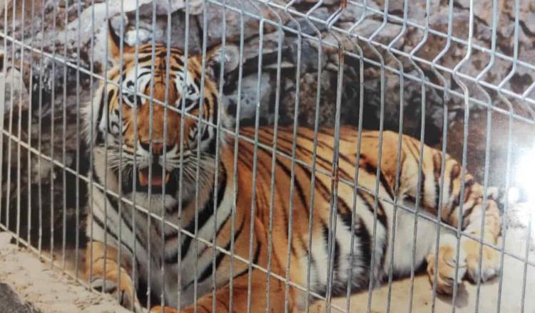 Asegura FGR animales exóticos en Zapopan, Jalisco, tras cumplimentar orden de cateo