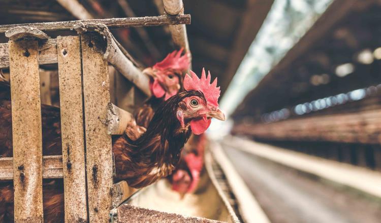 Detectan caso de gripe aviar H5N6 en Dongguan China