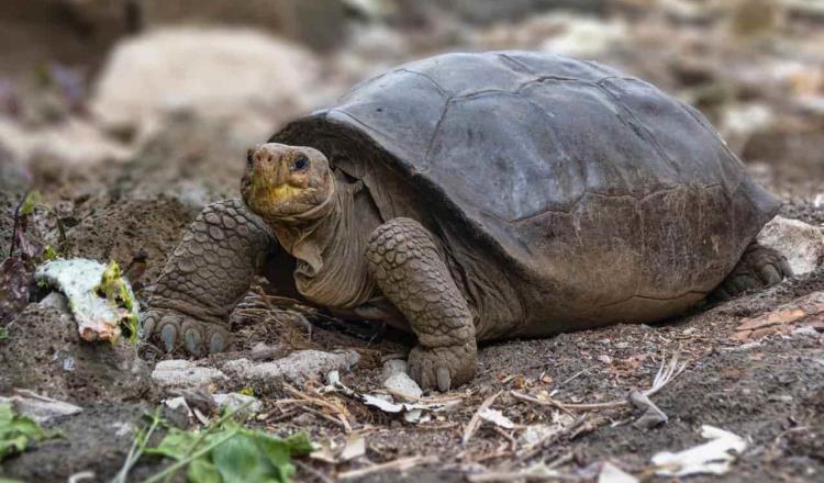 Hallan tortuga gigante en Galápagos, que se creía extinguida hace más de 100 años