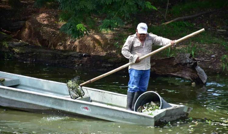 Proyecta gobierno de Tabasco oxigenación” de la laguna de las Ilusiones para reducir mortandad de especies