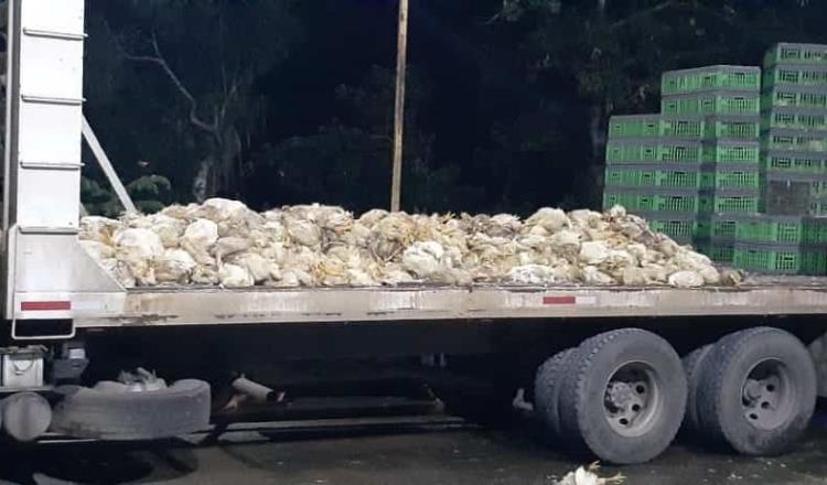 Recupera FGE en Cárdenas, cargamento de 2 mil 500 aves de corral reportadas como robadas