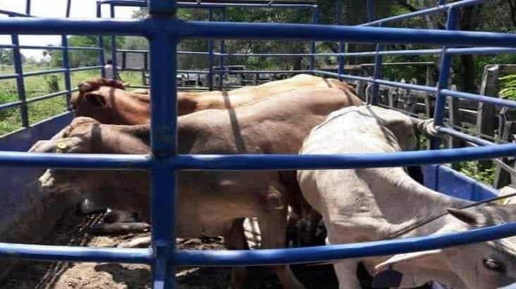 Piden ganaderos de Macuspana a FGE mayor vigilancia ante robo de ganado